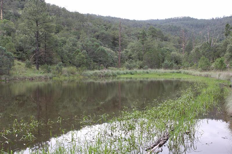 Maderal Canyon Pond.jpg